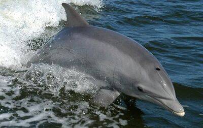 В Тихом океане найден неизвестный подвид дельфинов - korrespondent.net - Украина - Япония - Берлин - шт. Калифорния