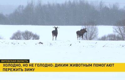 Белорусские егеря помогают животным в морозы и непогоду - ont.by - Белоруссия