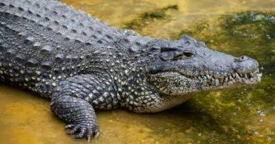 Слабоумие и отвага. Вымирающий кубинский крокодил проиграл бой c электропроводкой - focus.ua - США - Украина - New York
