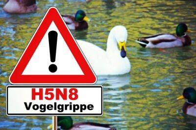 Птичий грипп распространяется в мире, но обходит Германию - rusverlag.de - Германия
