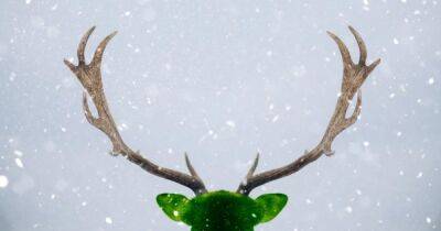 Гринч украл не только Рождество. Ученые рассказали, почему в мире нет зеленых млекопитающих - focus.ua - Украина