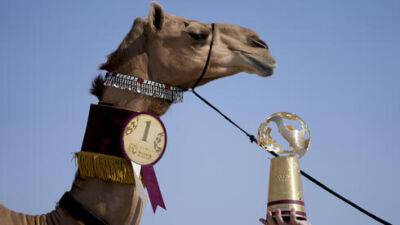 Конкурс красоты среди верблюдов прошел в Катаре: фото - vesty.co.il - Израиль - Катар