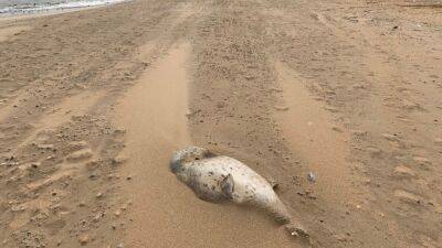 На побережье Каспийского моря обнаружили 700 мертвых тюленей - svoboda.org - респ. Дагестан