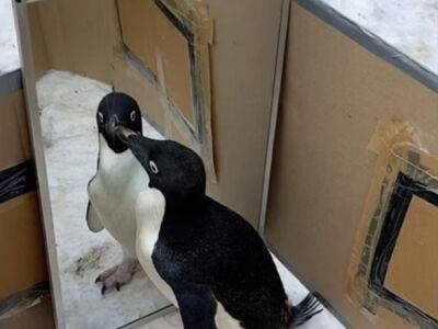 Антарктические пингвины прошли зеркальный тест: ученые поделились результатами - unn.com.ua - США - Украина - Киев - Индия - Антарктида