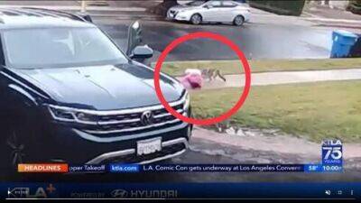Волк напал на 2-летнюю дочь израильтян в США - vesty.co.il - США - Израиль - Лос-Анджелес