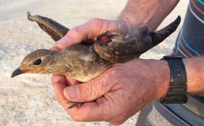 На водохранилище Ахны убита редкая птица - vkcyprus.com - Казахстан - Кипр