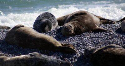 На берегу Каспийского моря в Дагестане обнаружены 2500 мертвых тюленей - rus.delfi.lv - респ. Дагестан - Латвия