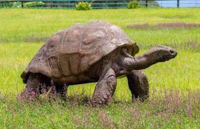 190-летняя черепаха с острова Святой Елены стала старейшим животным в мире - ont.by - Белоруссия - Святая Елена