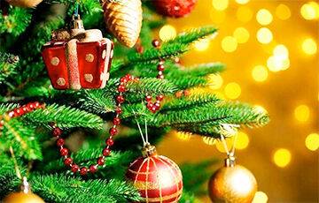 Где белорусам купить новогоднюю елку и сколько это стоит - charter97.org - Белоруссия - Минск - Витебск - Полоцк