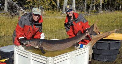 В США рыбак поймали очень редкую рыбу-динозавра (фото) - focus.ua - США - Украина - штат Канзас - штат Миссисипи
