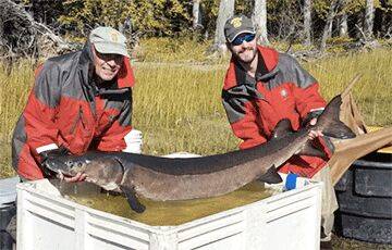 Рыбак из Канзаса поймали очень редкую рыбу-динозавра - charter97.org - США - Белоруссия - штат Канзас - штат Миссисипи
