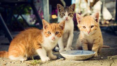Одед Форер - Минсельхоз выделил еще 2 миллиона шекелей на заботу об уличных кошках - vesty.co.il - Израиль