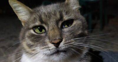Не смотрите в глаза: почему не стоит сверлить кошку взглядом - focus.ua - Украина