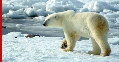 Потепление в Арктике поставило белых медведей на грань выживания - profile.ru - Россия - Арктика