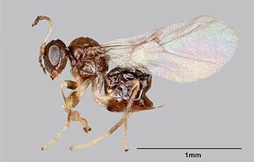 Биологи открыли новый вид ос и назвали его в честь паба - charter97.org - Белоруссия