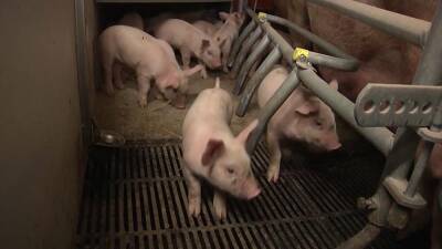 Кризис свиноводства в Евросоюзе: спроса меньше, чем предложений - ru.euronews.com - Россия - Китай - США - Украина - Италия - Германия - Дания