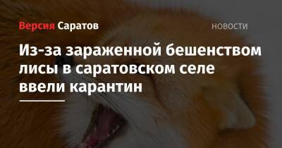 Валерий Радаев - Из-за зараженной бешенством лисы в саратовском селе ввели карантин - nversia.ru - Саратов - район Ленинский, Саратов