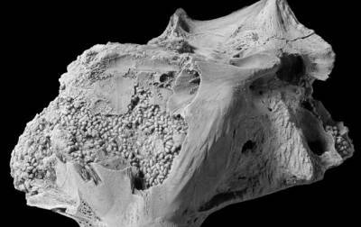 Ученые нашли череп ископаемой рыбы, набитый фекалиями - korrespondent.net - Украина