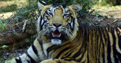 В индийском парке заметили вымирающий вид "черных" тигров (фото, видео) - focus.ua - Украина - Индия - Нью-Дели