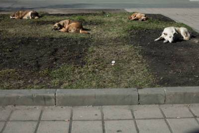 В Мурманске отловят покусавших девочку на Радищева собак - murmansk.mk.ru - Мурманск - Мурманская обл. - Североморск