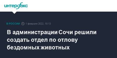 В администрации Сочи решили создать отдел по отлову бездомных животных - interfax.ru - Москва - Сочи - Сочи