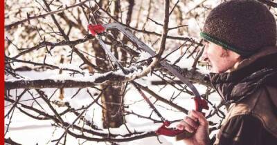Когда и как делать зимнюю обрезку садовых деревьев: советы агронома - profile.ru - Калининградская обл.