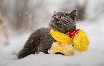 Какой будет погода в Беларуси 2 февраля - charter97.org - Белоруссия