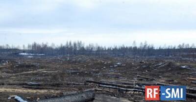 Прокуратура подала иск к замминистра в Карелии в связи с незаконной рубкой леса у Байкала - rf-smi.ru - Россия - Улан-Удэ - респ.Бурятия - Петрозаводск - республика Карелия