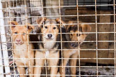 В 33 регионе отловили и стерилизовали более 2 тысяч собак - vladimir.mk.ru - Владимирская обл.