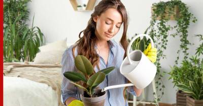 Озеленение маленькой квартиры: 5 уютных способов вписать комнатные растения в интерьер - profile.ru