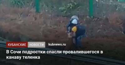 В Сочи подростки спасли провалившегося в канаву теленка - kubnews.ru - Сочи - Краснодарский край - Сочи - район Хостинский, Сочи