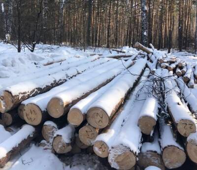 Жители Новосибирской области заявили о незаконной вырубке леса. - sib.fm - Новосибирск - Новосибирская обл.
