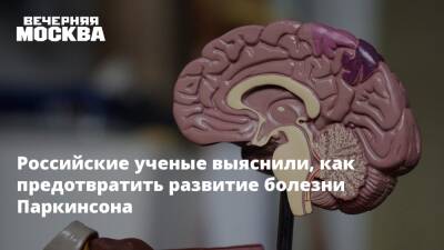 Российские ученые выяснили, как предотвратить развитие болезни Паркинсона - vm.ru - Москва - Россия