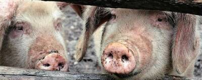 Константин Толкачев - Парламент Башкирии не будет запрещать частникам выращивать свиней - runews24.ru - Башкирия