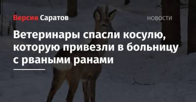 Ветеринары спасли косулю, которую привезли в больницу с рваными ранами - nversia.ru - Саратовская обл.