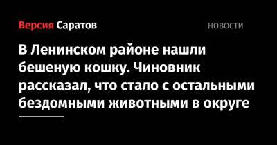 В Ленинском районе нашли бешеную кошку. Чиновник рассказал, что стало с остальными бездомными животными в округе - nversia.ru - Казахстан - Саратовская обл. - Саратов - район Ленинский, Саратов - Самарская обл.