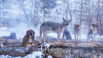 Александр Бастрыкин - В Ленинградской области мужчину госпитализировали после нападения собак - russian.rt.com - Россия - Ленинградская обл. - Ярославская обл. - р-н Всеволожский - Скончался