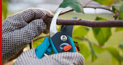 Здоровый сад и хороший урожай: как правильно ухаживать за плодовыми деревьями - profile.ru - Россия