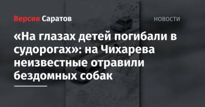 Владимир Бурматов - «На глазах детей погибали в судорогах»: на Чихарева неизвестные отравили бездомных собак - nversia.ru - Россия - Саратов