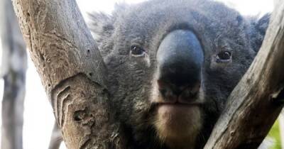 Австралия - Борьба за выживание. Коала, животное-символ Австралии, оказалась на грани исчезновения - focus.ua - США - Украина - Австралия