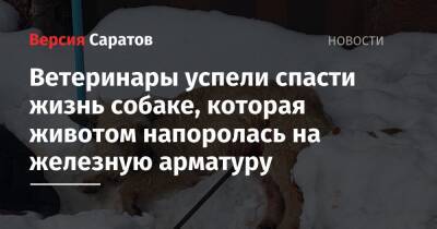 Ветеринары успели спасти жизнь собаке, которая животом напоролась на железную арматуру - nversia.ru - Саратов