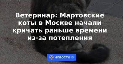 Роман Вильфанд - Ветеринар: Мартовские коты в Москве начали кричать раньше времени из-за потепления - news.mail.ru - Москва - Россия