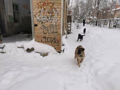 Олег Попов - Руководство УЖКХ Ухты выехало в рейд по собакам, а подрядчик проигнорировал - komiinform.ru