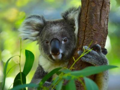 Австралия - Австралия признала коал видом, которому угрожает исчезновение - gordonua.com - Украина - Австралия