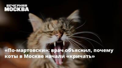 Александр Синенков - «По-мартовски»: врач объяснил, почему коты в Москве начали «кричать» - vm.ru - Москва