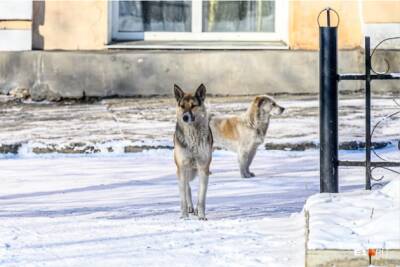 Инструкция по выживанию: что делать при встрече со стаей бродячих собак - chita.ru - Башкирия - Уфа - Челябинск - Волгоград