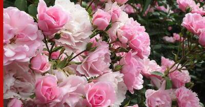 Красивые и изысканные: 5 сортов долгоцветущих роз - profile.ru