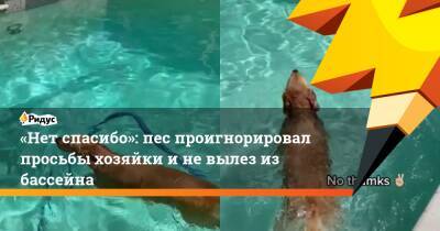 «Нет спасибо»: пес проигнорировал просьбы хозяйки и не вылез из бассейна - ridus.ru