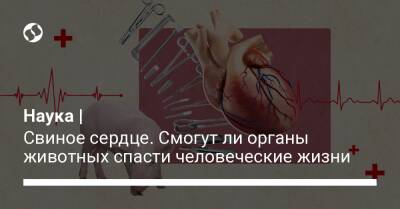 Наука | Свиное сердце. Смогут ли органы животных спасти человеческие жизни - liga.net - США - Украина