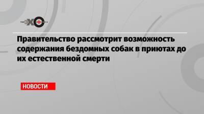 Виктория Абрамченко - Правительство рассмотрит возможность содержания бездомных собак в приютах до их естественной смерти - echo.msk.ru